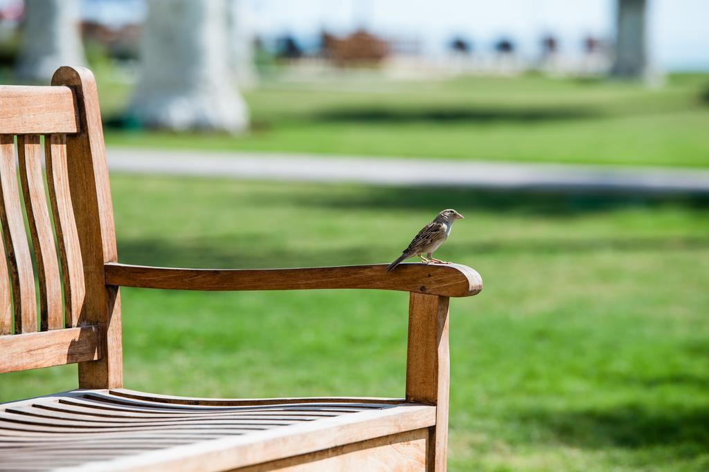 Sealine Beach, A Murwab Resort Mesaieed Exterior photo A sparrow on a bench
